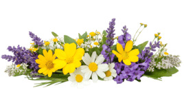 flower flower